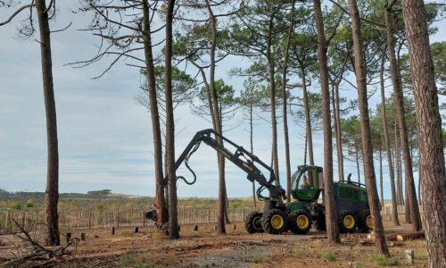 abattage arbres plage la Lagune