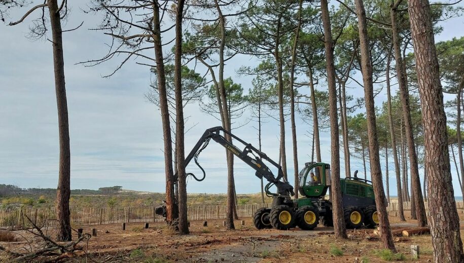 abattage arbres plage la Lagune