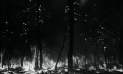 incendie des Landes 1949